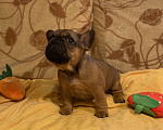 Собаки в Санкт-Петербурге: Шикарный мальчик французского бульдога Мальчик, 40 000 руб. - фото 8