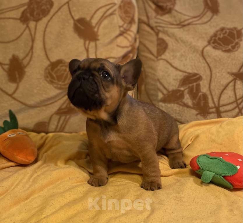 Собаки в Санкт-Петербурге: Шикарный мальчик французского бульдога Мальчик, 40 000 руб. - фото 8