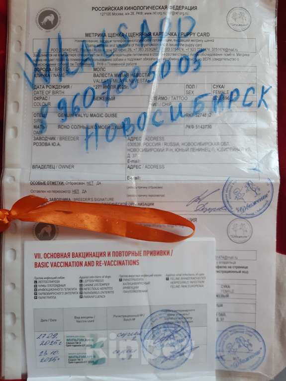 Собаки в Новосибирске: Девчушка мопса Девочка, 40 000 руб. - фото 2