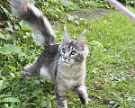 Кошки в Москве: Котенок мейн-кун Девочка, Бесплатно - фото 4