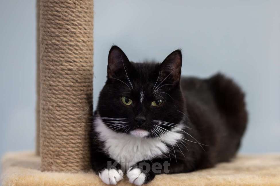 Кошки в Москве: кошка Глория в добрые руки Девочка, Бесплатно - фото 6