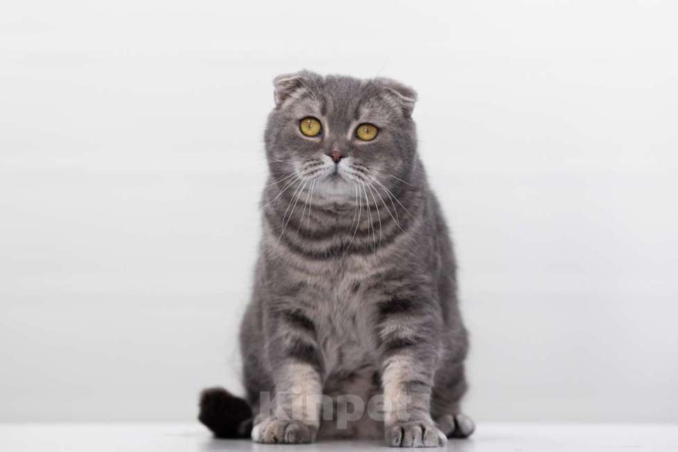 Кошки в Москве: кот Кефир Мальчик, Бесплатно - фото 2