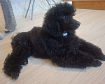 Собаки в Санкт-Петербурге: Пудель средний, сука черного окраса Девочка, 90 000 руб. - фото 3