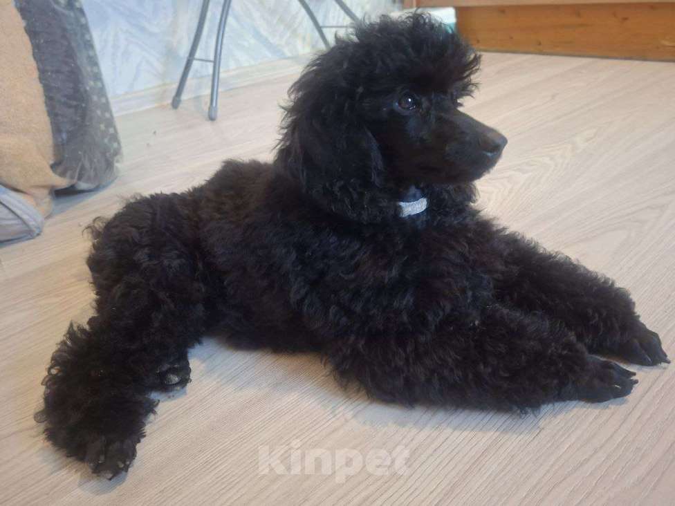Собаки в Санкт-Петербурге: Пудель средний, сука черного окраса Девочка, 90 000 руб. - фото 3