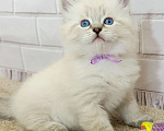 Кошки в других городах Ставропольского края: Котята невские маскарадные Мальчик, 40 000 руб. - фото 1