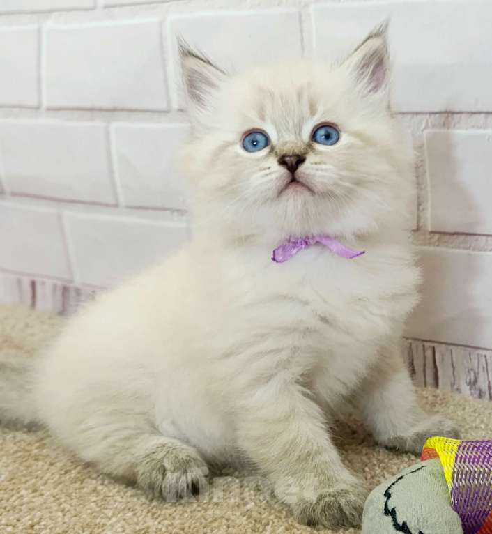 Кошки в других городах Ставропольского края: Котята невские маскарадные Мальчик, 40 000 руб. - фото 1