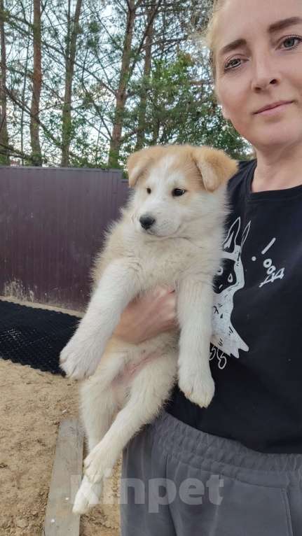 Собаки в других городах Московской области: Нежа в добрые руки Девочка, Бесплатно - фото 8