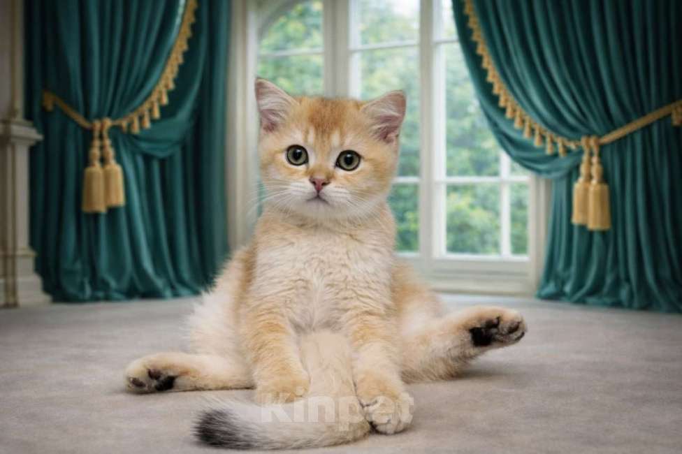 Кошки в Москве: Шотландские котята золотая шиншилла Мальчик, 35 000 руб. - фото 1