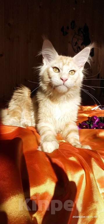 Кошки в Челябинске: КОТЕНОК МЕЙН-КУН Мальчик, Бесплатно - фото 6