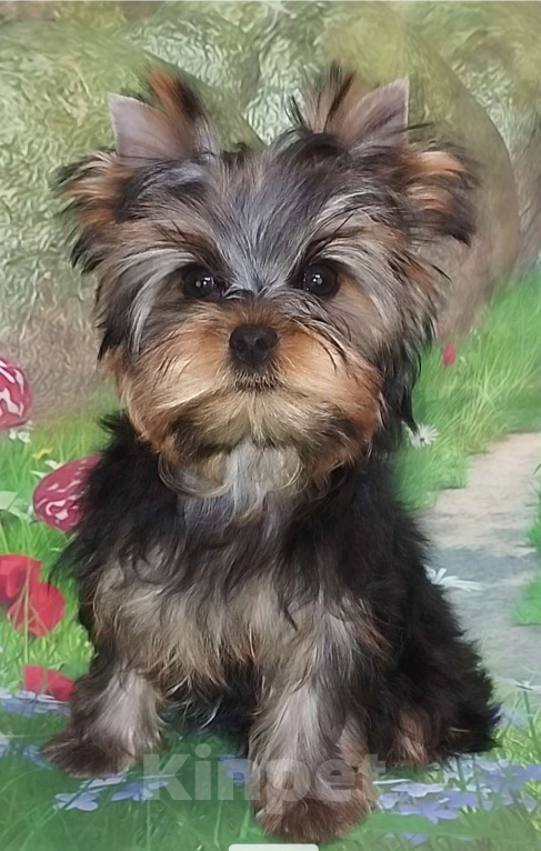 Собаки в Бердске: Щенки йоркширского терьера Девочка, Бесплатно - фото 2