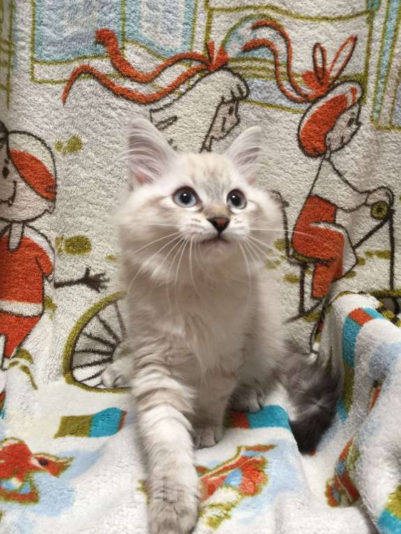 Кошки в Санкт-Петербурге: Невский маскарадный котёнок, кошка Девочка, 45 000 руб. - фото 5