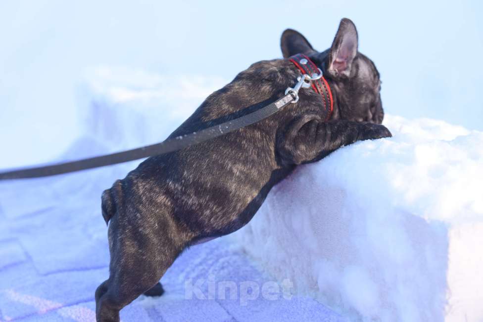 Собаки в Москве: Тигровая француженка Девочка, 40 000 руб. - фото 9