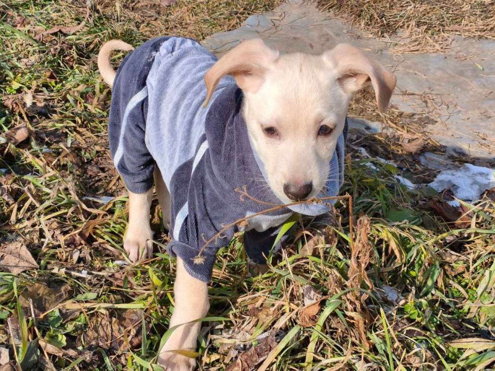 Собаки в Санкт-Петербурге: Маленький красивый щенок ищет дом Мальчик, Бесплатно - фото 4