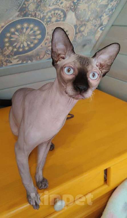 Кошки в Москве: Котята канадского сфинкса  Мальчик, Бесплатно - фото 5