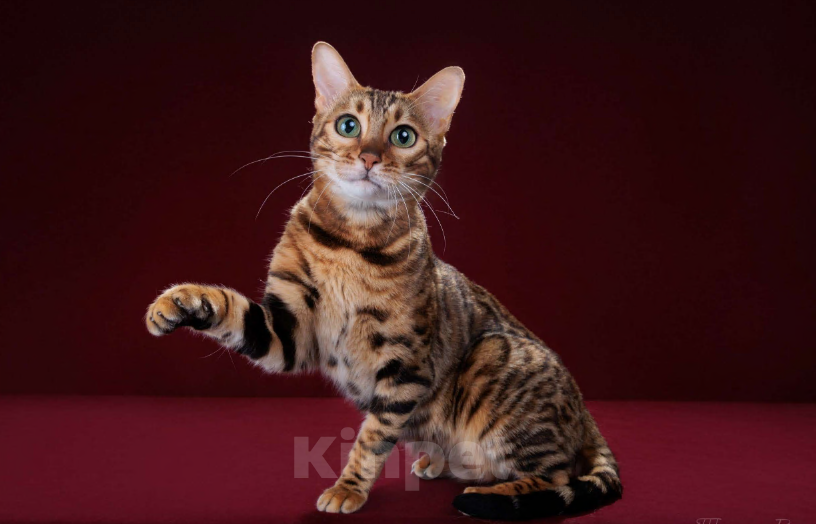 Кошки в Москве: Бенгальский котенок-девочка, питомник ABCats (WCF) Москва Девочка, Бесплатно - фото 7