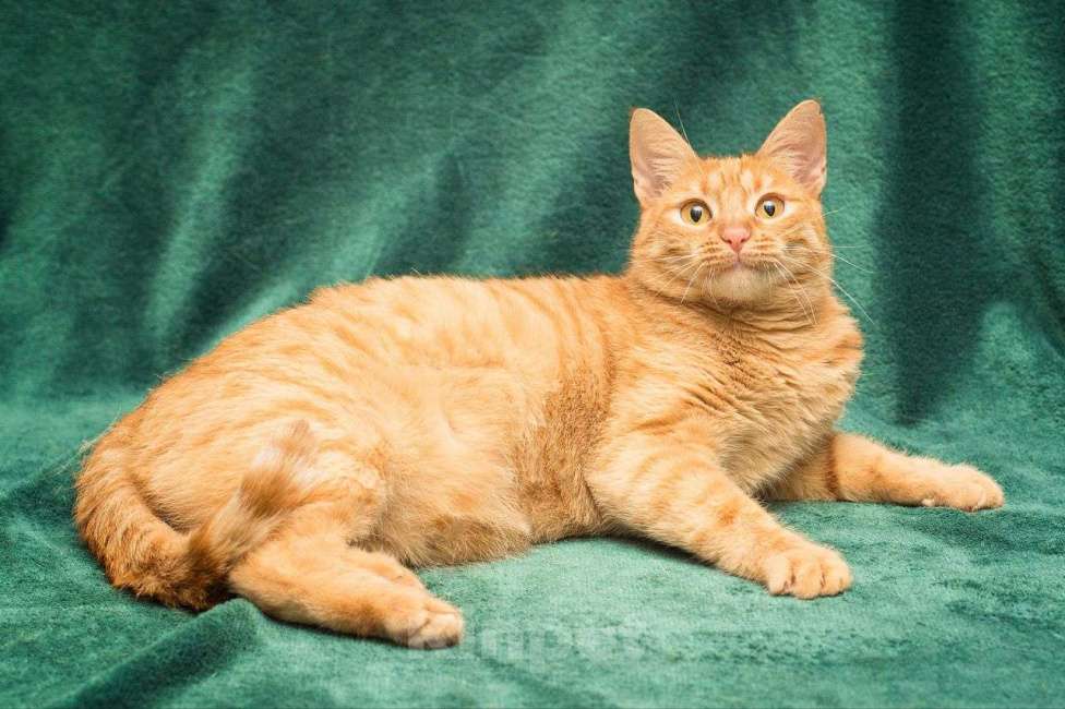 Кошки в Москве: Осоку никто не замечает  Девочка, Бесплатно - фото 2