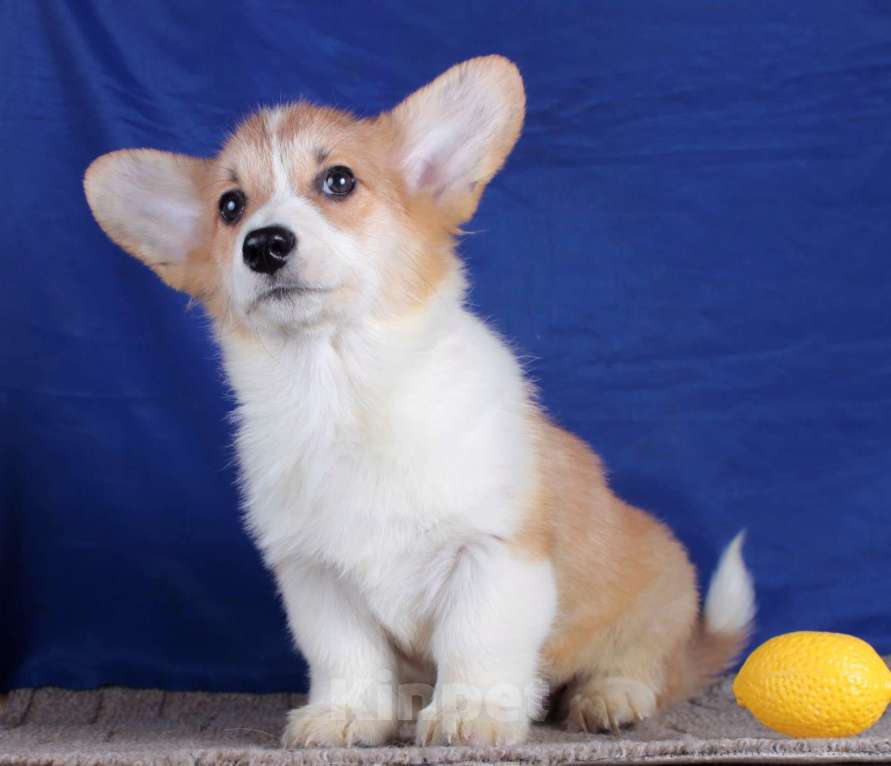 Собаки в Москве: вельш корги пемброк щенки от Интерчемпиона Мальчик, 80 000 руб. - фото 3