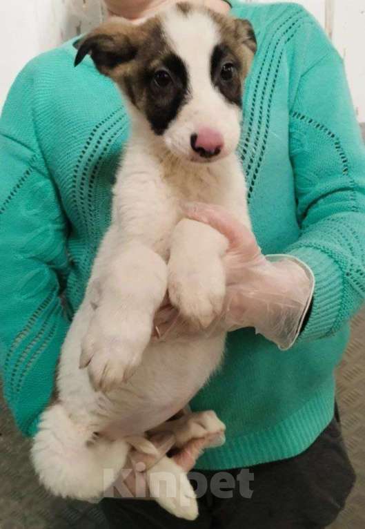 Собаки в Москве: Жду тебя, хозяин Девочка, 10 руб. - фото 1