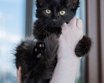 Кошки в Химках: Котёнок Мальчик, Бесплатно - фото 5