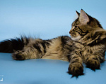 Кошки в Челябинске: Мейн-кун из питомника Девочка, 25 000 руб. - фото 2