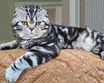 Кошки в Брянске: Вязка шотландский кот, 1 000 руб. - фото 1