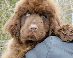 Собаки в Санкт-Петербурге:  коричневые щенки Мальчик, 60 000 руб. - фото 2