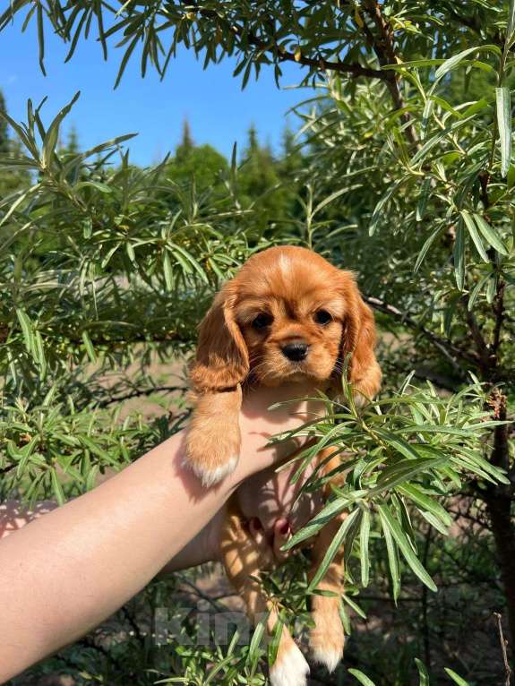 Собаки в Можге: Щенки Кавалер кинг чарльз спаниель  Девочка, 65 000 руб. - фото 5