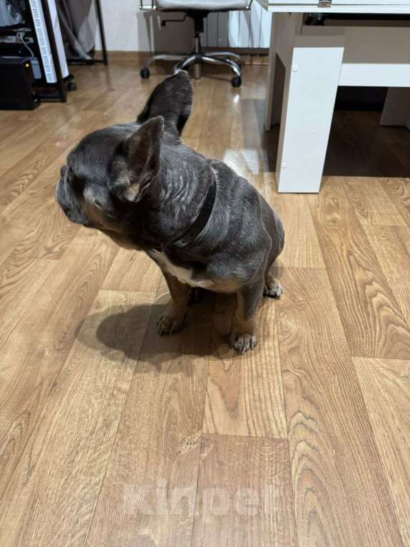 Собаки в Подольске: Ищем хозяина  Девочка, Бесплатно - фото 4