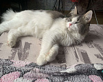 Кошки в Мурином: Кошка молодая Девочка, 1 руб. - фото 2