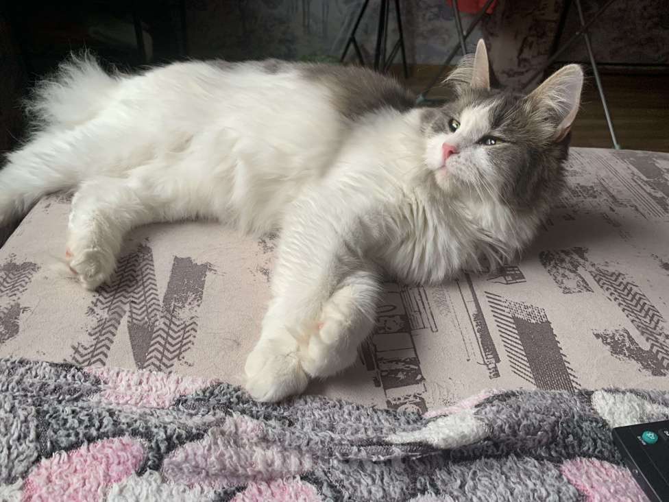 Кошки в Мурином: Кошка молодая Девочка, 1 руб. - фото 2