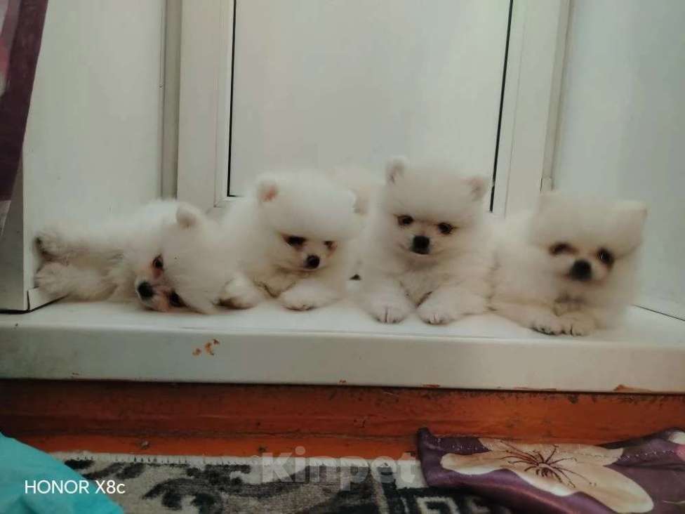 Собаки в Новосибирске: Немецкий шпиц Мальчик, 20 000 руб. - фото 2