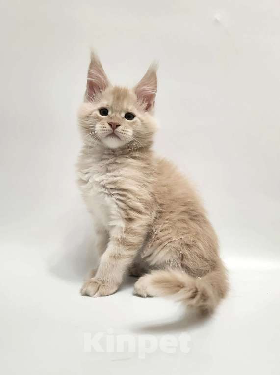 Кошки в Красногорске: Котенок мейн-кун  Мальчик, 60 000 руб. - фото 2