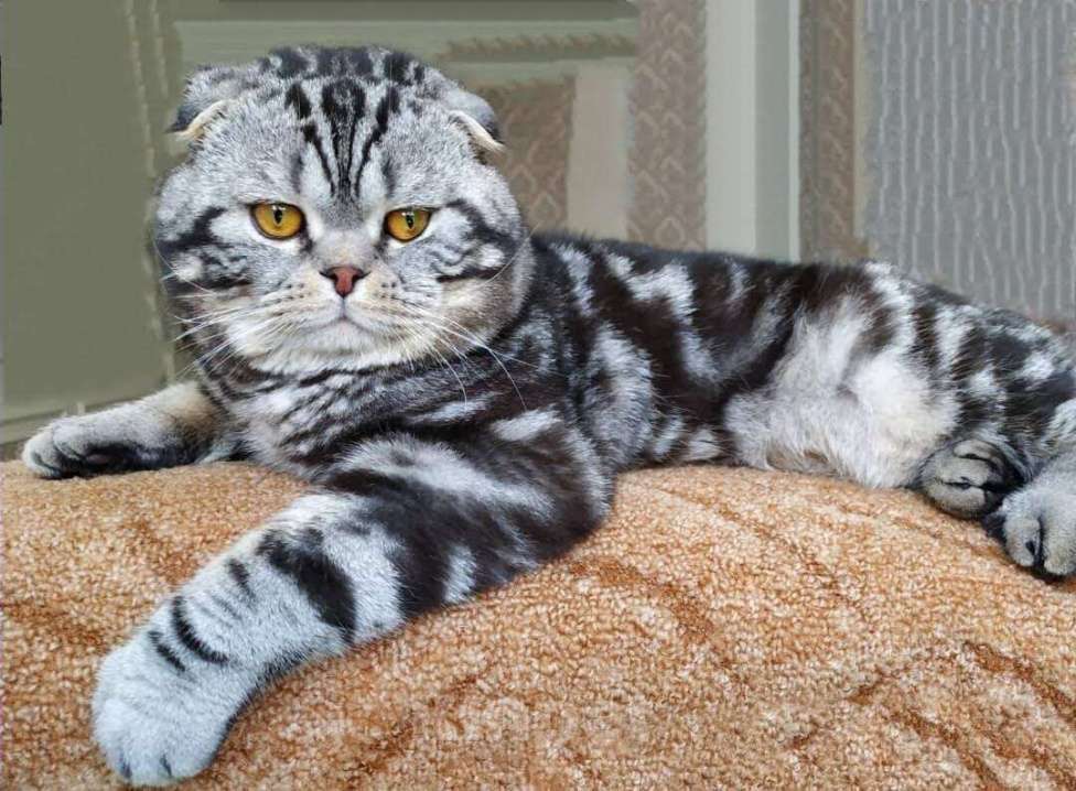 Кошки в Брянске: Вязка шотландский кот, 1 000 руб. - фото 1