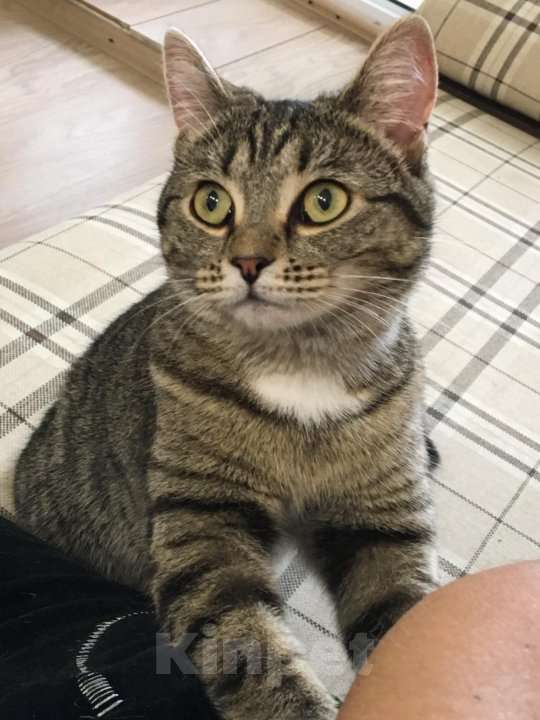 Кошки в Тюмени: Ищу любящих хозяев для ласковой кошечки  Девочка, Бесплатно - фото 4