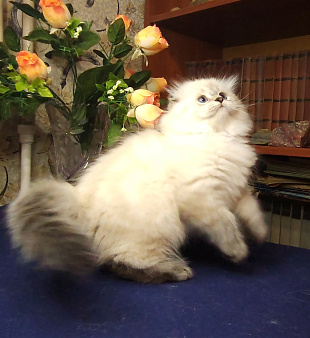 Шотландский фолд