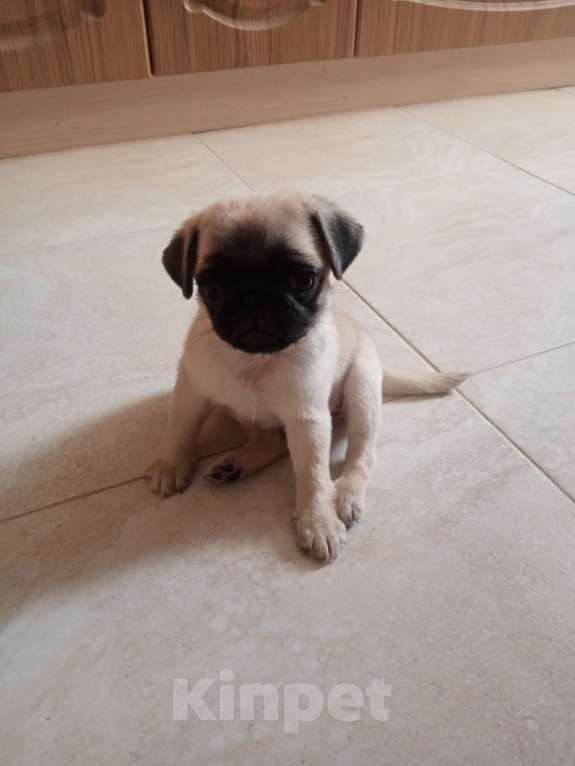 Собаки в Саратове: Продается щенок мопса Девочка, 10 000 руб. - фото 2