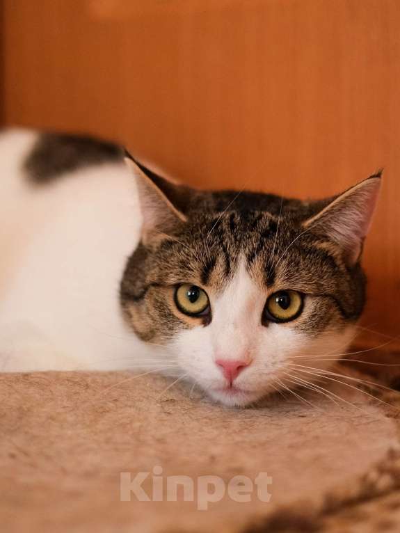 Кошки в Санкт-Петербурге: Тëма из приюта в добрые руки Мальчик, Бесплатно - фото 2