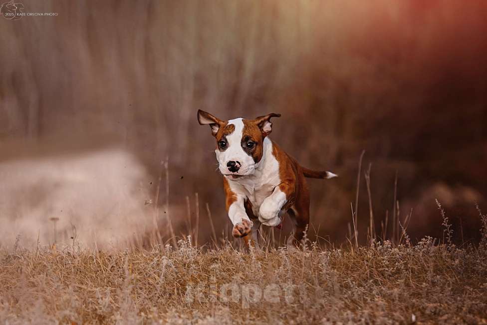 Собаки в Москве: Красивый парень амстаффа  Мальчик, 70 000 руб. - фото 1