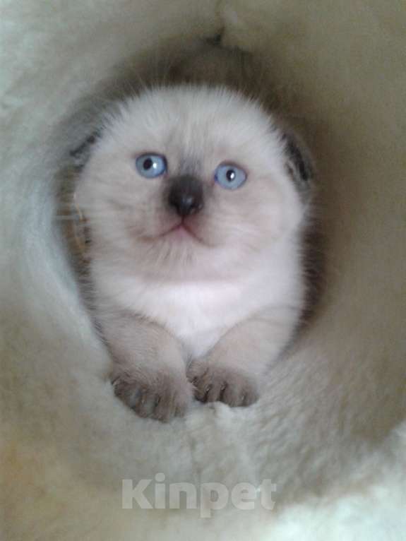 Кошки в Москве: Шотландские вислоухие котята Мальчик, 12 000 руб. - фото 2