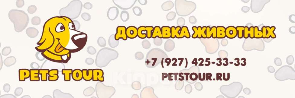Собаки в Санкт-Петербурге: Барни Браун шоколадного окраса чихуахуа Мальчик, 60 000 руб. - фото 10