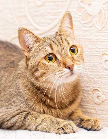 Кошки в Казани: Кошечка молодая Девочка, Бесплатно - фото 2