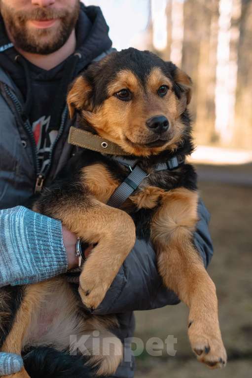 Собаки в Санкт-Петербурге: Щенок Джой из приюта в добрые руки Мальчик, Бесплатно - фото 10
