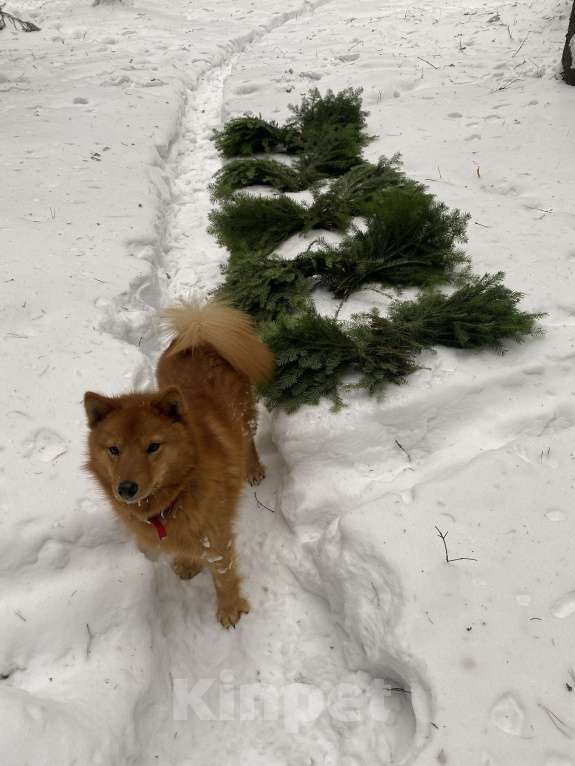 Собаки в Нижнем Тагиле: Супер собака Мальчик, 50 000 руб. - фото 6
