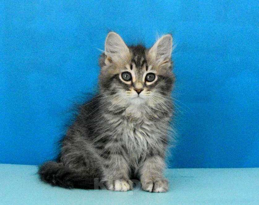 Кошки в Москве: Сибирский котик Паркер Мальчик, Бесплатно - фото 3