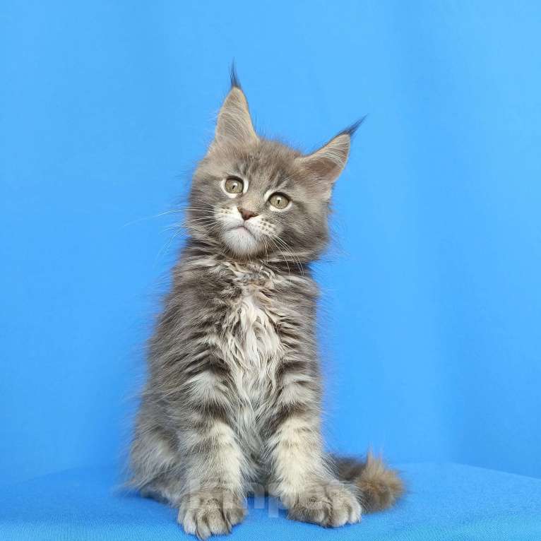 Кошки в Москве: Котёнок Мейн-кун Девочка Девочка, 55 000 руб. - фото 5