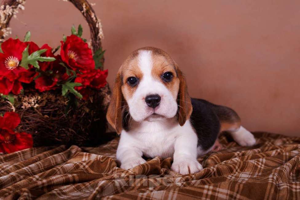 Собаки в Смоленске: ЩЕНИ БИГЛЯ Мальчик, Бесплатно - фото 2