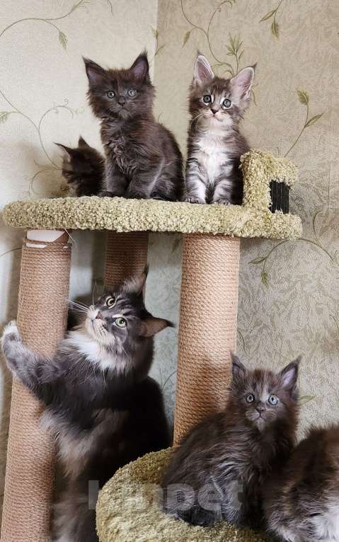 Кошки в Самаре: Котята Мейн-кун Разнополые, 20 000 руб. - фото 6