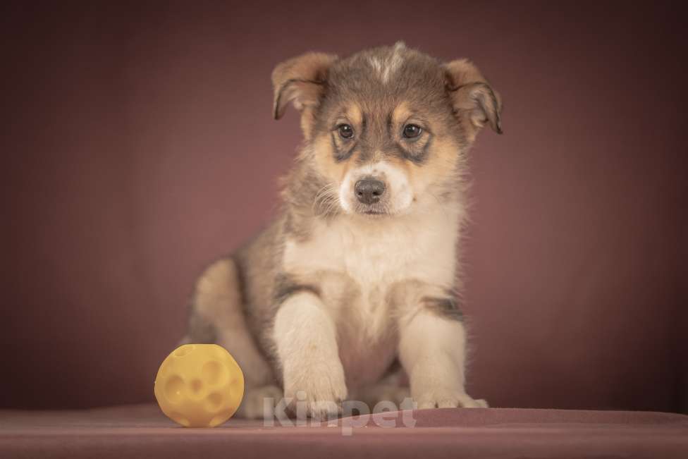 Собаки в Клине: Зорро — дружелюбный крепыш, который готов любить вас всем своим щенячьим сердцем Мальчик, Бесплатно - фото 7