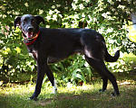 Собаки в Мытищах: Очаровательный Чаплин ищет дом  Мальчик, Бесплатно - фото 3