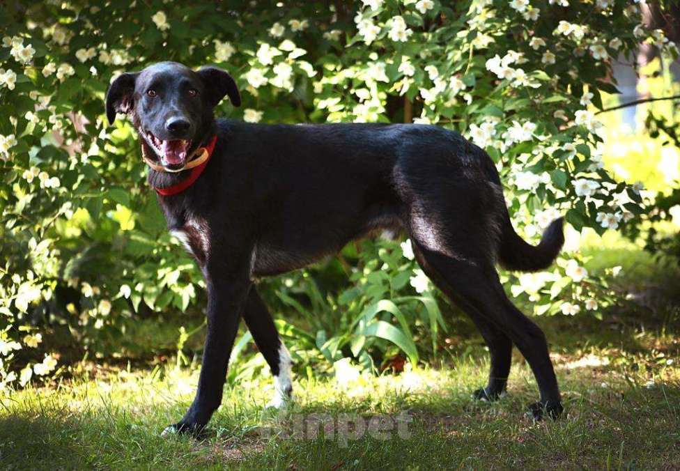 Собаки в Мытищах: Очаровательный Чаплин ищет дом  Мальчик, Бесплатно - фото 3